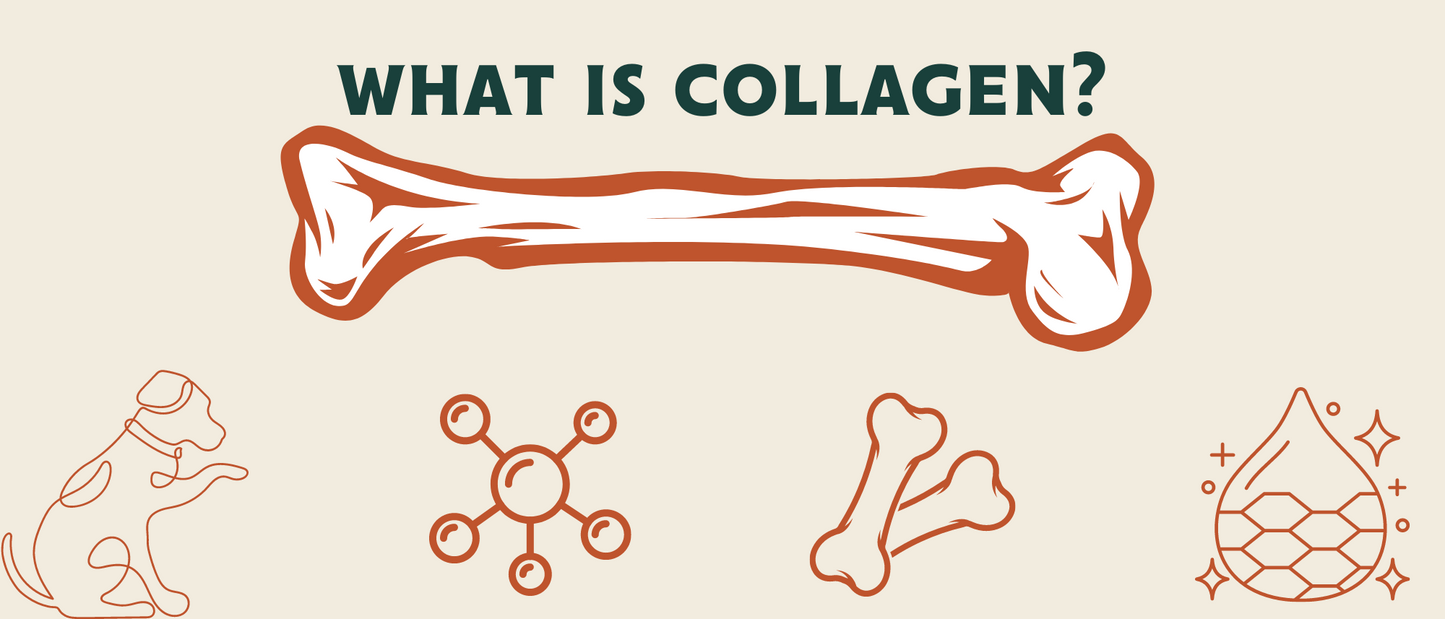 What is Collagen?